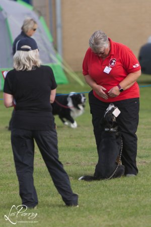 Cheltenham Championship Show