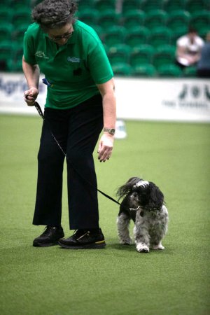 Crufts Rally